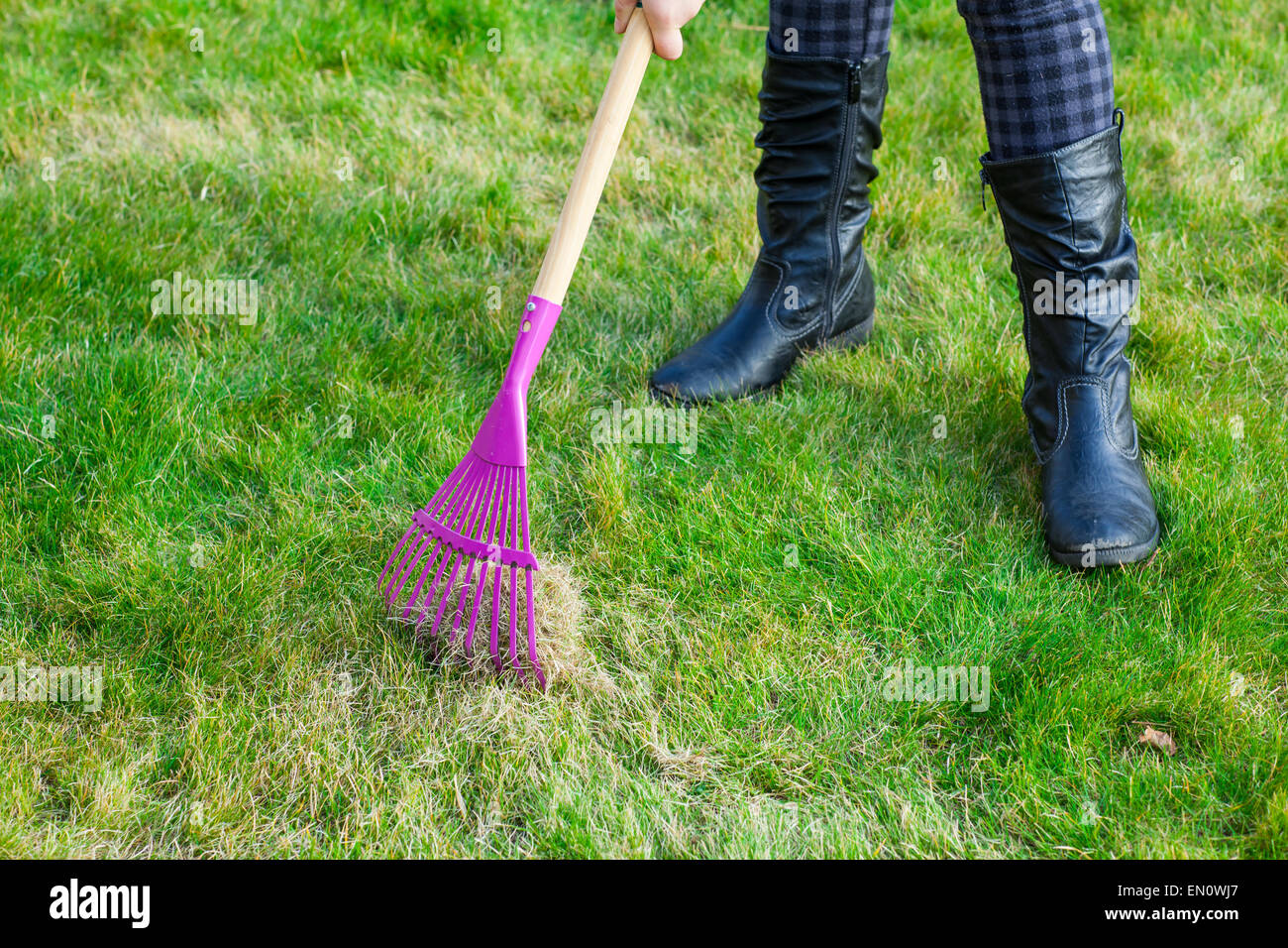 - Nettoyage jardinage pelouse verte par le râteau Banque D'Images