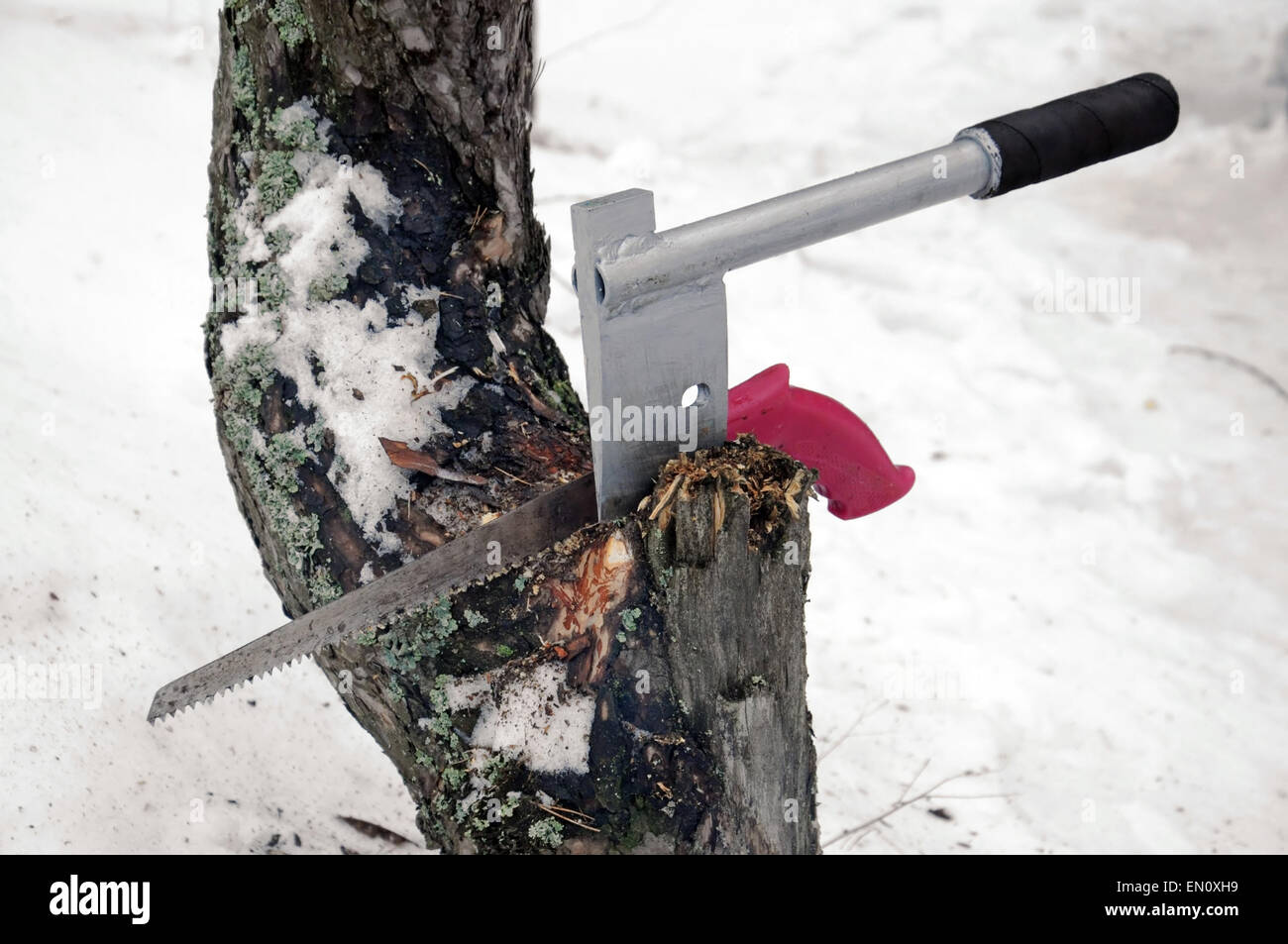 Ax et j'ai vu un arbre en hiver. Banque D'Images