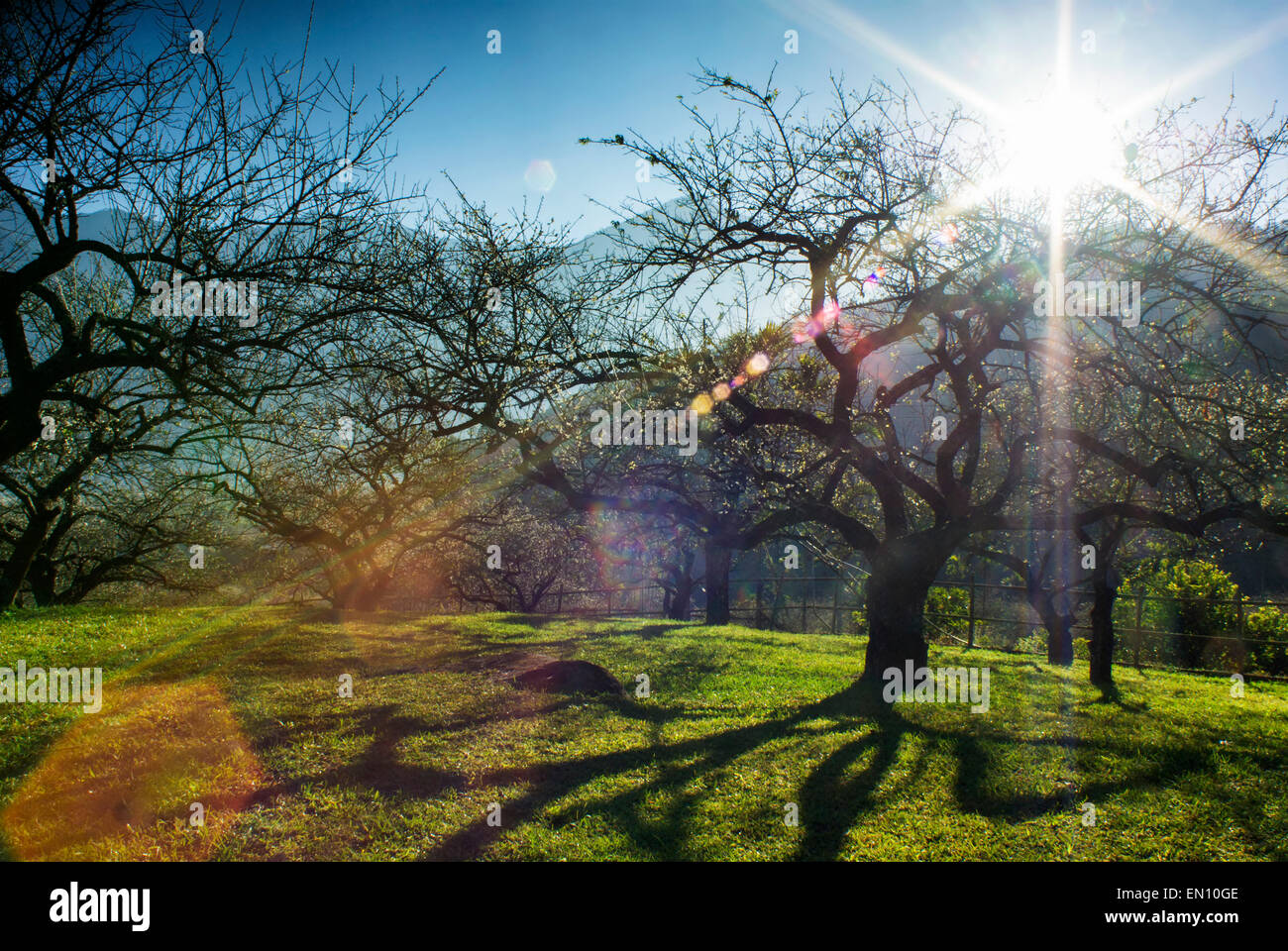 De prunier sous le ciel clair à Hsinchu, Taiwan Banque D'Images