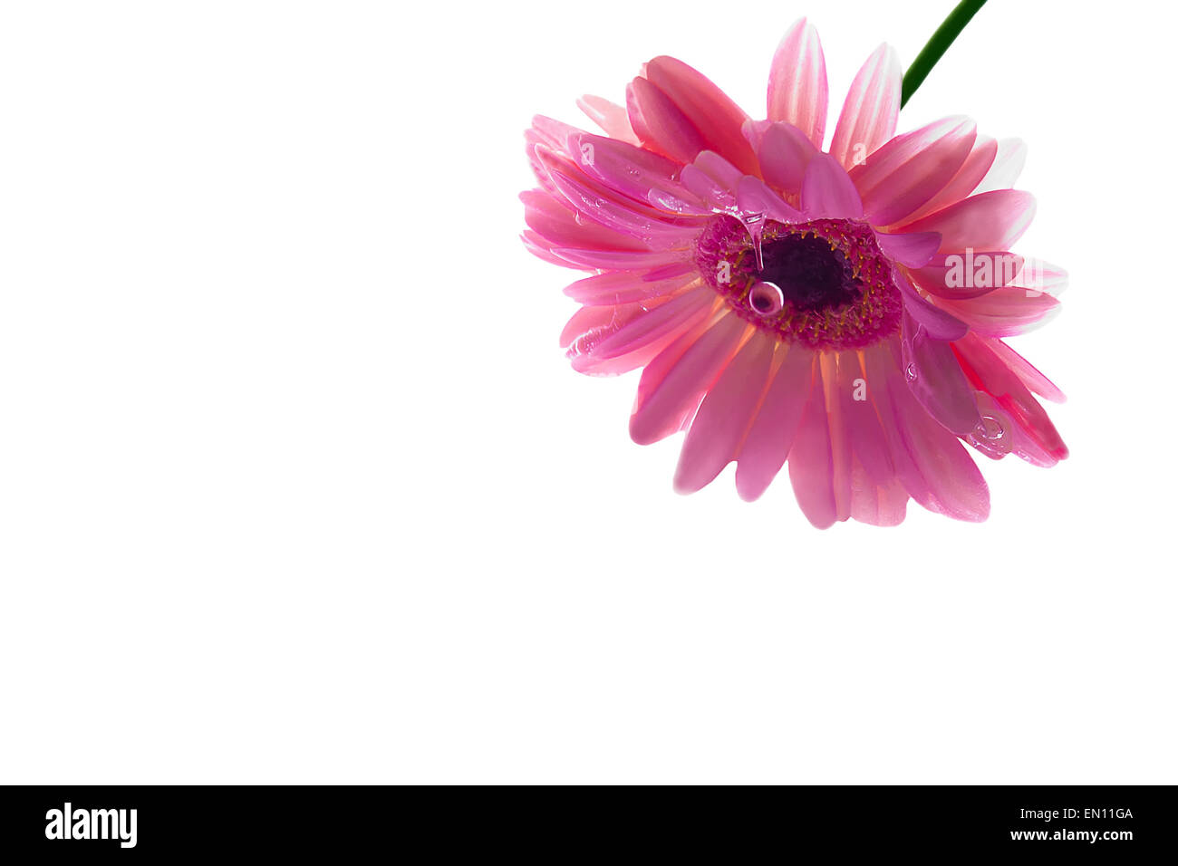 Fleur rose avec des gouttes d'eau gerber isolé sur fond blanc Banque D'Images