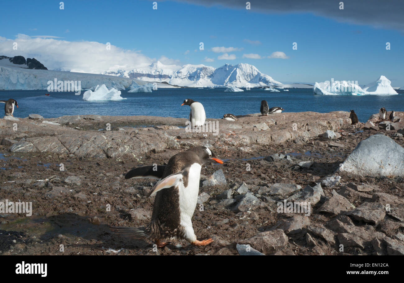 Manchots de la péninsule Antarctique Antarctique Île Cuverville Banque D'Images