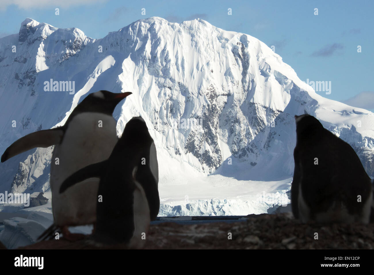 Manchots en silhouette contre la montagne couverte de neige Antarctique Antarctique péninsulaire Île Cuverville Banque D'Images