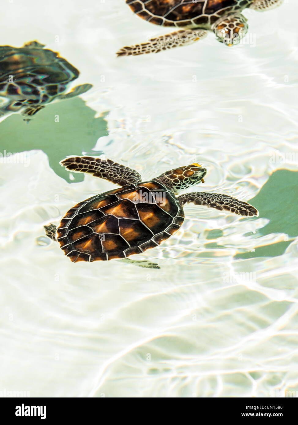 Les bébés tortues menacées mignon nager dans l'eau claire Banque D'Images