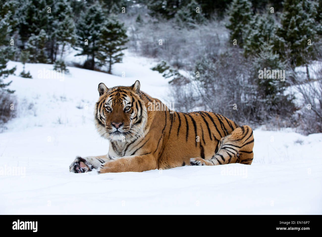 Tigre de Sibérie (Panthera tigris altaica) adulte assis dans la neige à l'orée du bois Banque D'Images