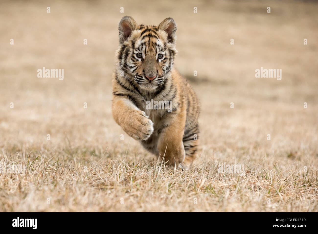 Tigre de Sibérie (Panthera tigris altaica) cub qui traverse l'herbe Banque D'Images