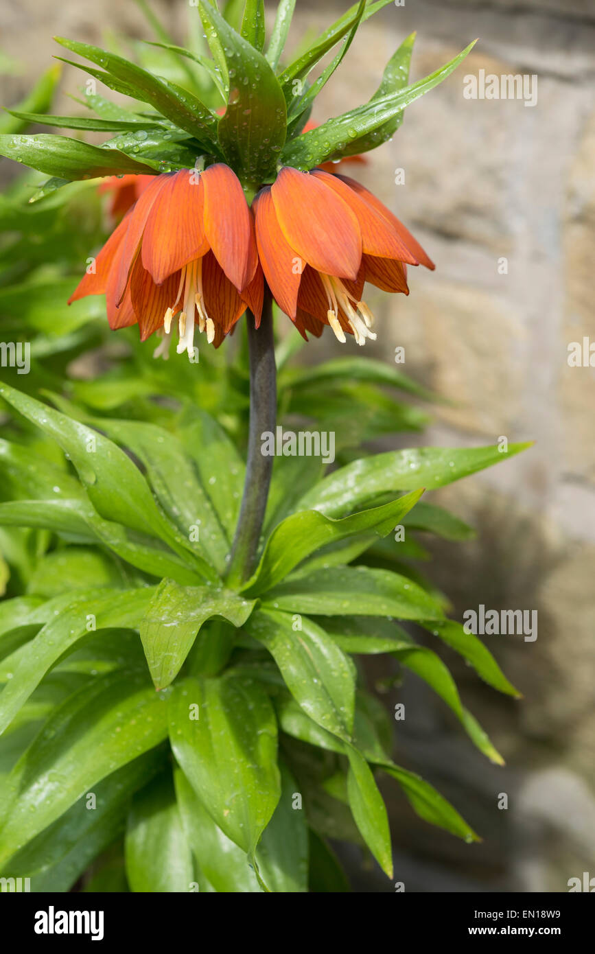 Orange Fritillaria imperialis (couronne impériale) en étroite jusqu'à fleurs penchées, et des gouttes de pluie sur les feuilles. Banque D'Images