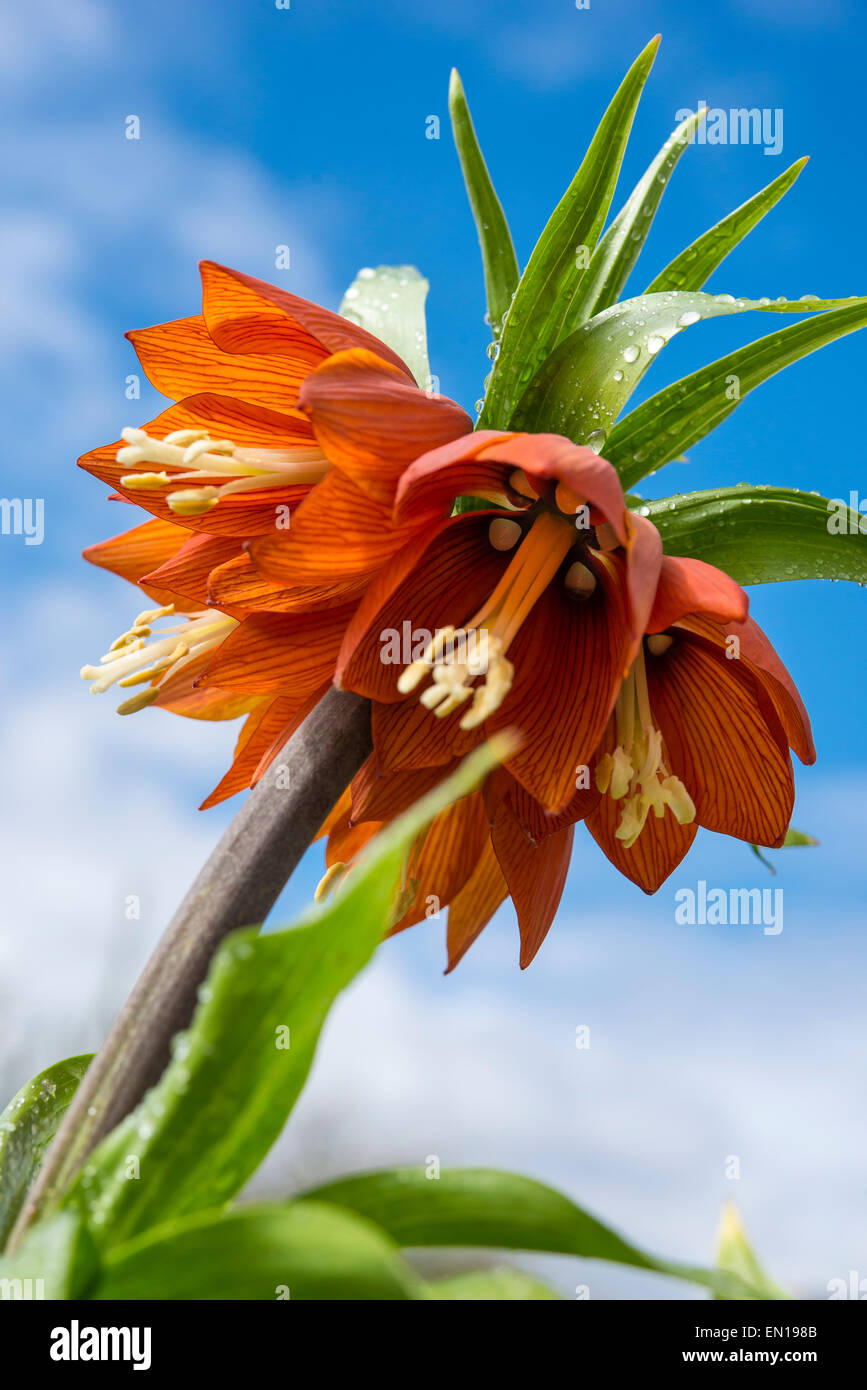 Orange Fritillaria imperialis (couronne impériale) en étroite jusqu'à fleurs penchées, et des gouttes de pluie sur les feuilles. Banque D'Images