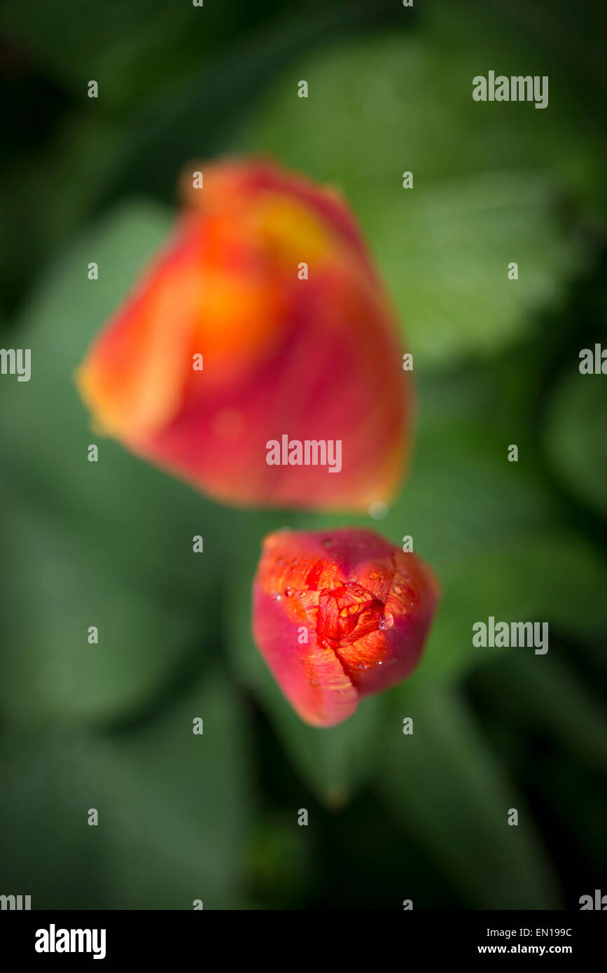 Tulipes oranges dans un jardin printanier vu d'en haut. Banque D'Images