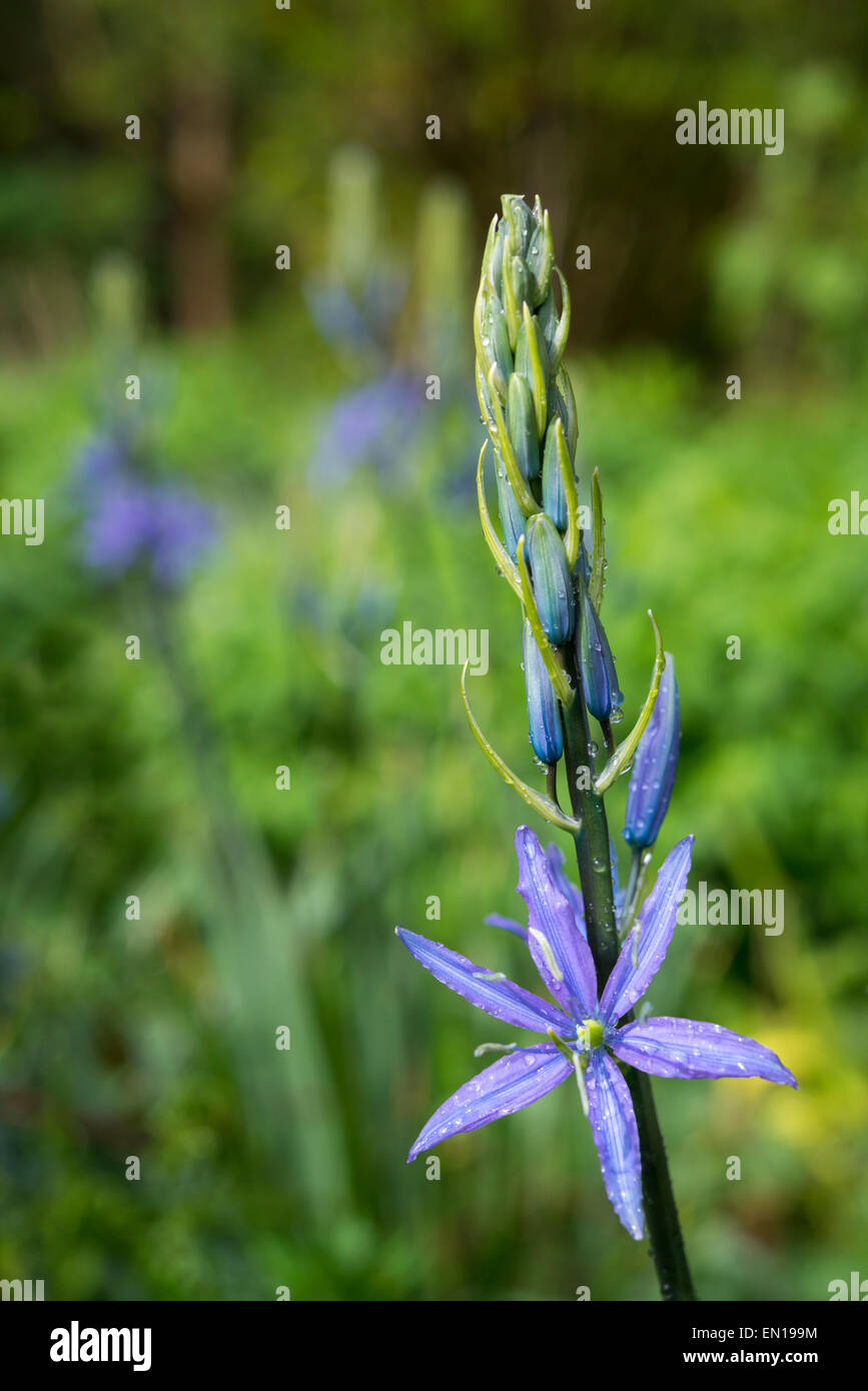 Gros plan d'une fleur bleu Camassia leichtlinii avec gouttes de pluie sur les pétales. Fond vert doux. Banque D'Images