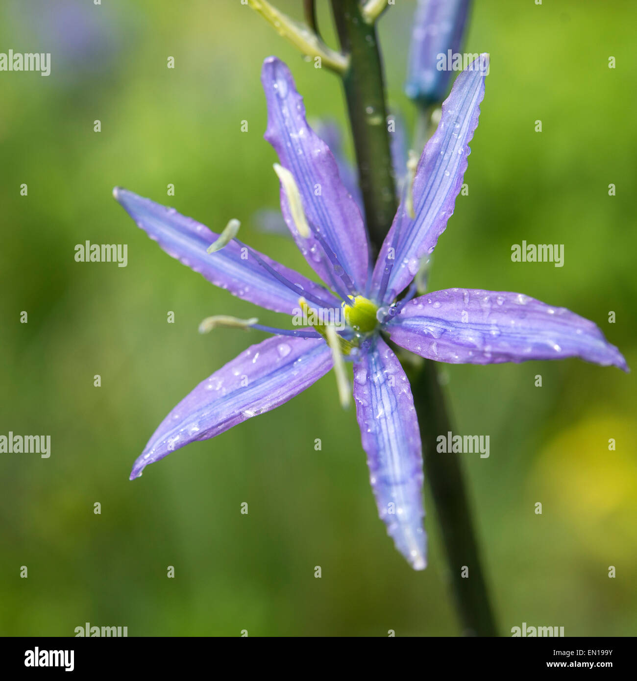 Gros plan d'une fleur bleu Camassia leichtlinii avec gouttes de pluie sur les pétales. Fond vert doux. Banque D'Images