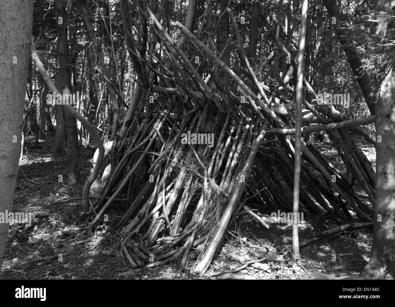 Leigh Woods près de Bristol de l'emplacement de pistes de VTT, les sentiers de l'art et bien sûr des arbres. Banque D'Images