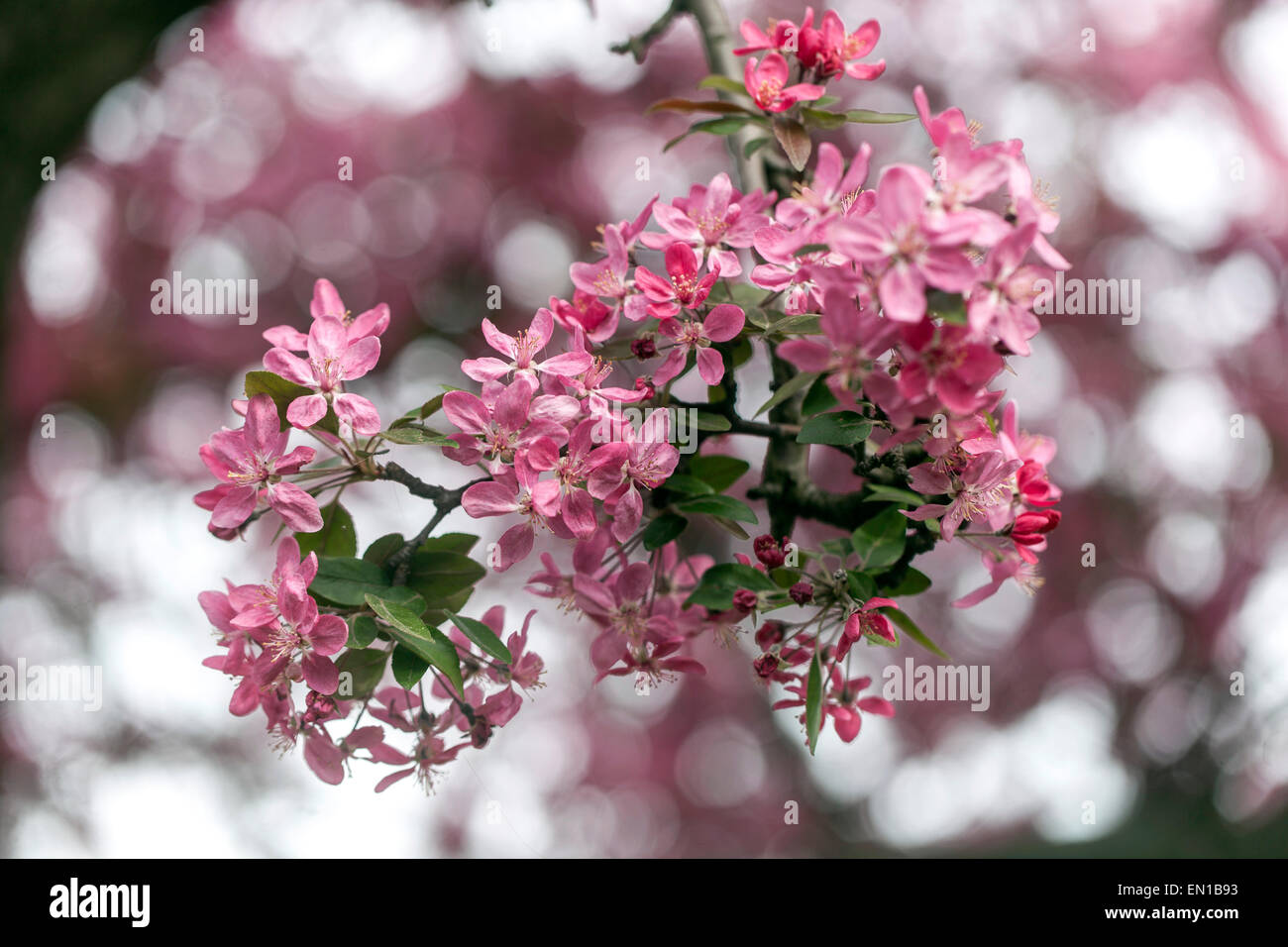 Malus purpurea - Violet crab apple blossom Banque D'Images