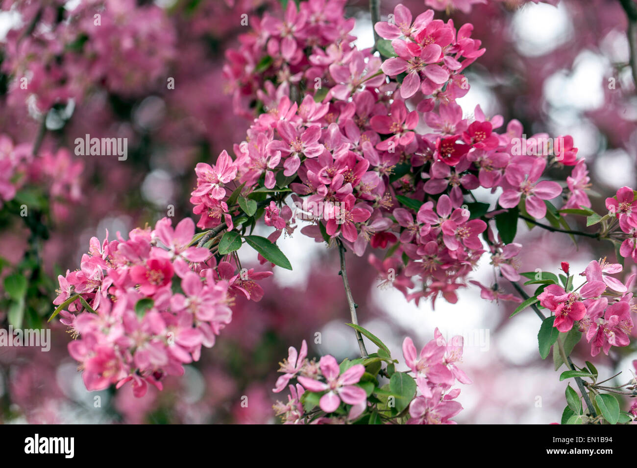 Malus purpurea - Violet crab apple blossom Banque D'Images