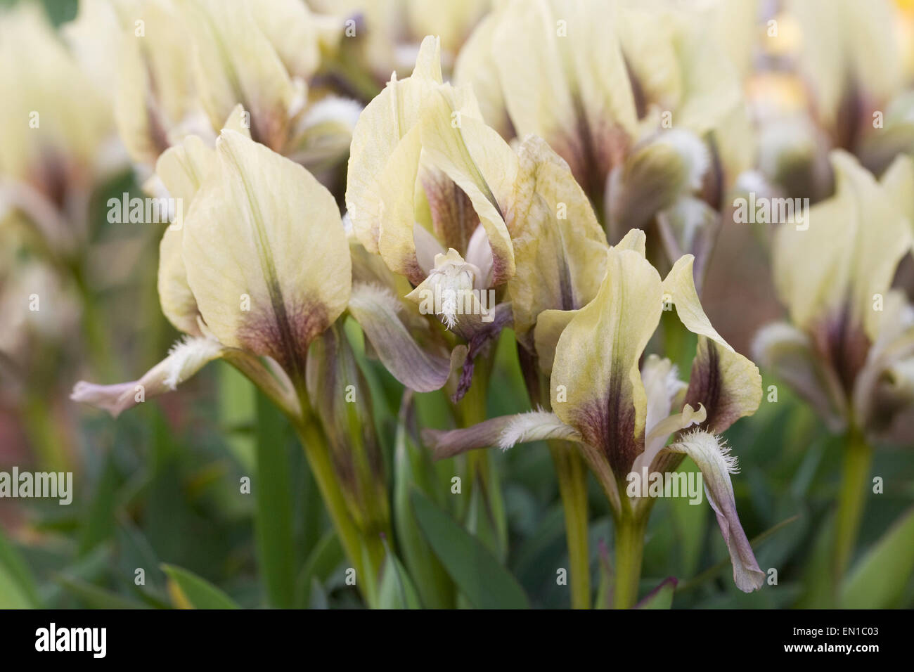 Iris suaveolens à fleurs jaunes qui se développe dans un environnement protégé. Banque D'Images