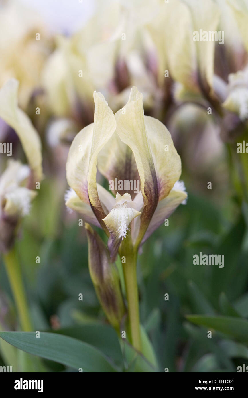 Iris suaveolens à fleurs jaunes qui se développe dans un environnement protégé. Banque D'Images