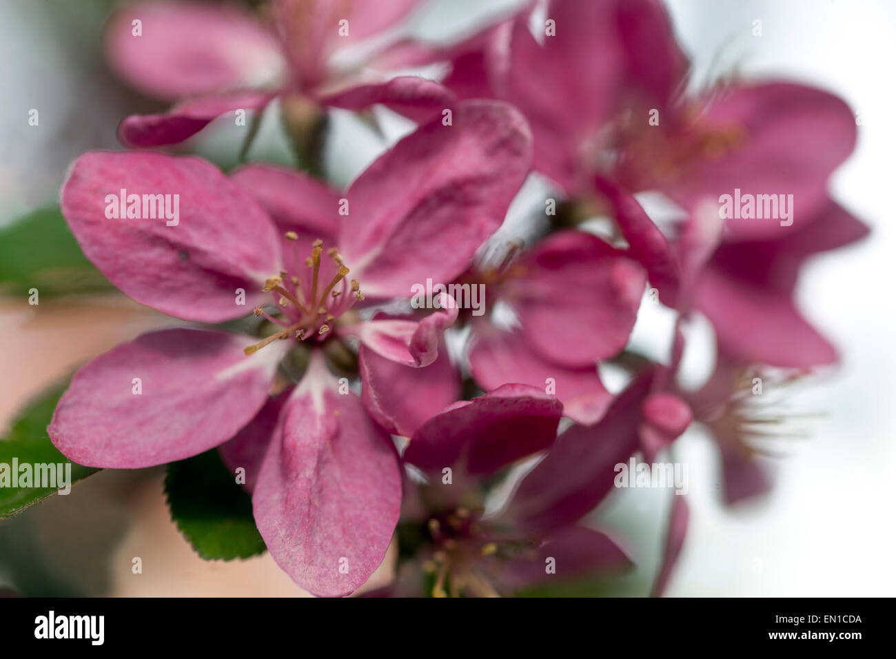 Malus purpurea - Violet crab apple blossom Banque D'Images
