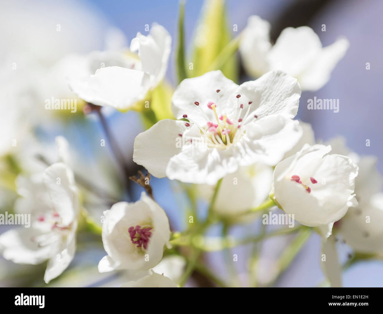 Pear Tree blanc dans la lumière du soleil montrant ses fleurs. Banque D'Images