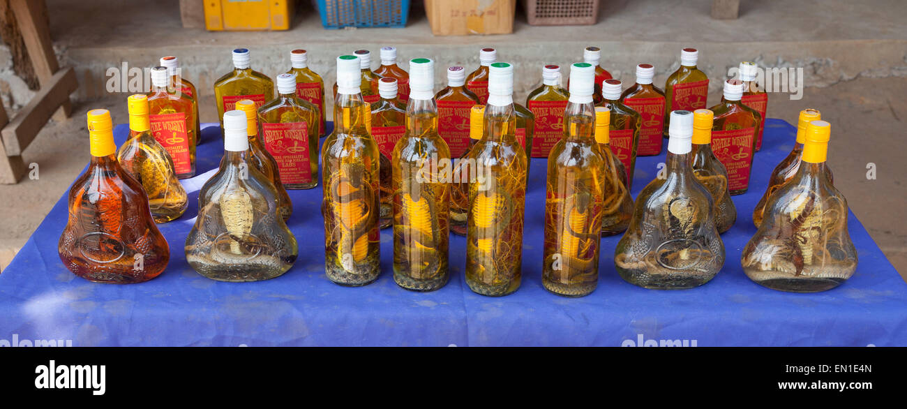 Don Sao island, le Laos, le Triangle d'or, échoppe de marché la vente de spiritueux contenant tonique exotiques, Scorpion, Cobra, lizard Banque D'Images