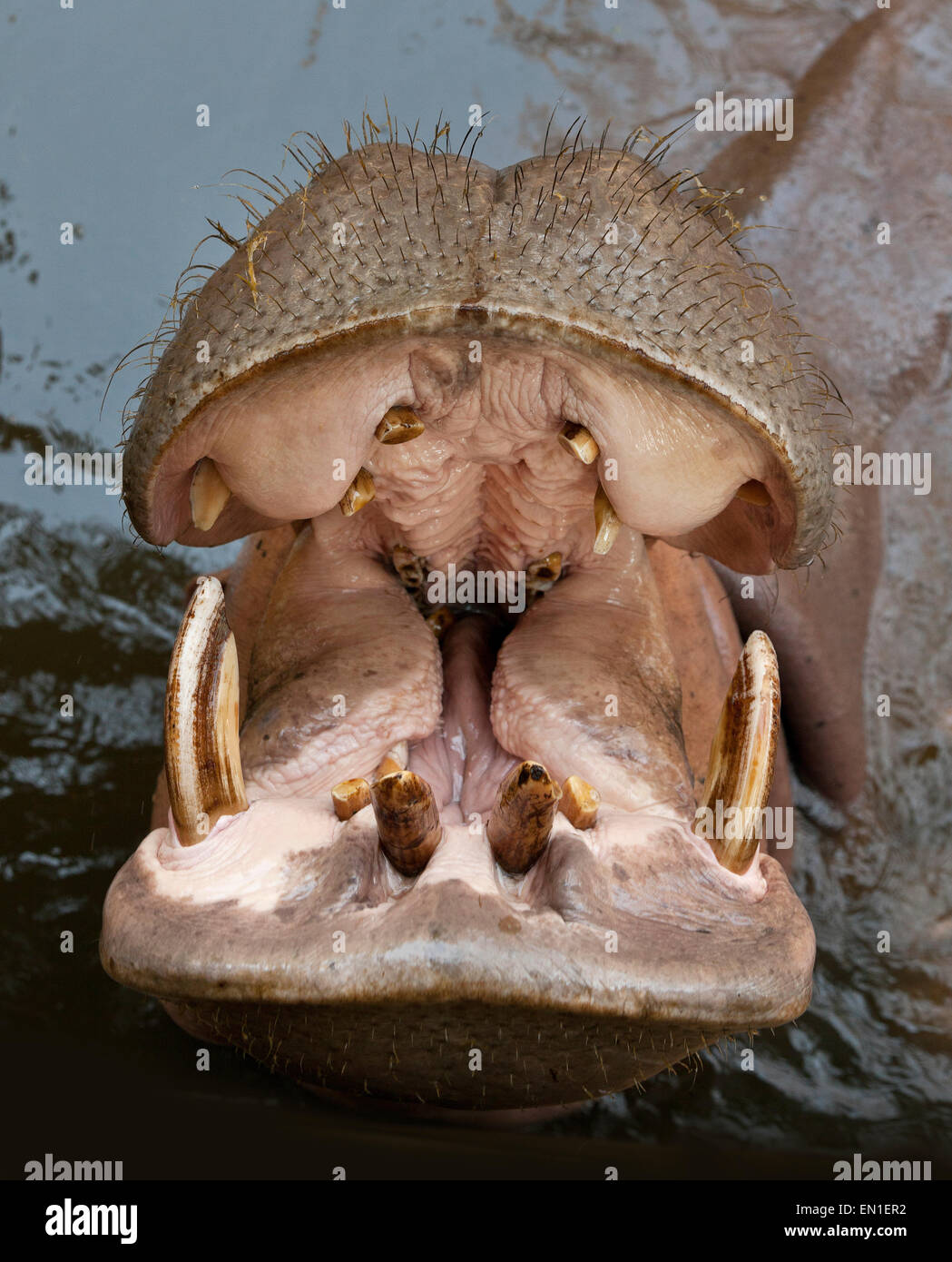 Hippopotame (Hippopotamus amphibius) avec mâchoires ouvertes, zoo de Chiang Mai, Thaïlande Banque D'Images