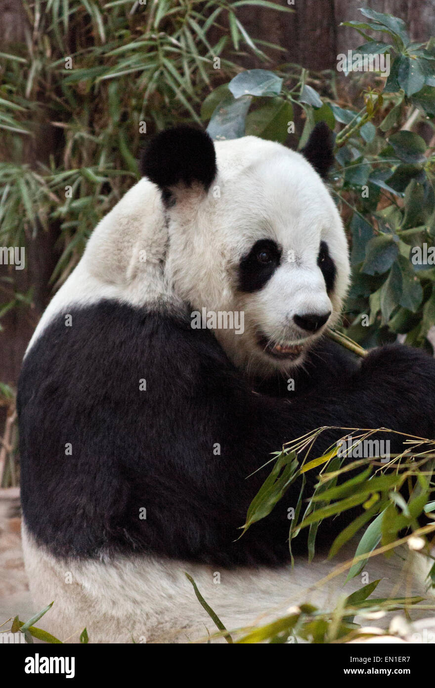 Le panda géant, Ailuropoda melanoleuca, zoo de Chiang Mai, Thaïlande Banque D'Images