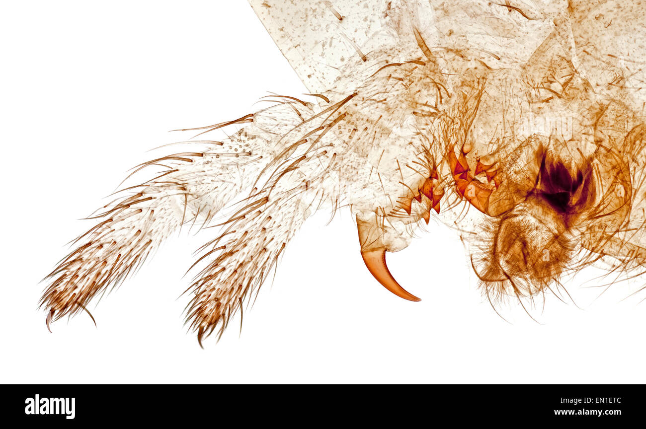 Araignée Araneus diadematus. détail palpes, fond clair photomicrographie Banque D'Images