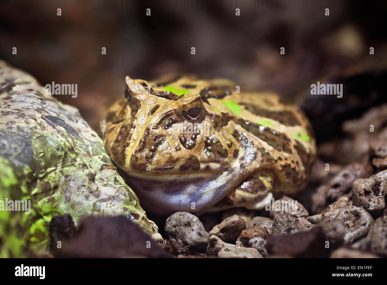 La grenouille cornue ornée, Ceratophys ornata Banque D'Images