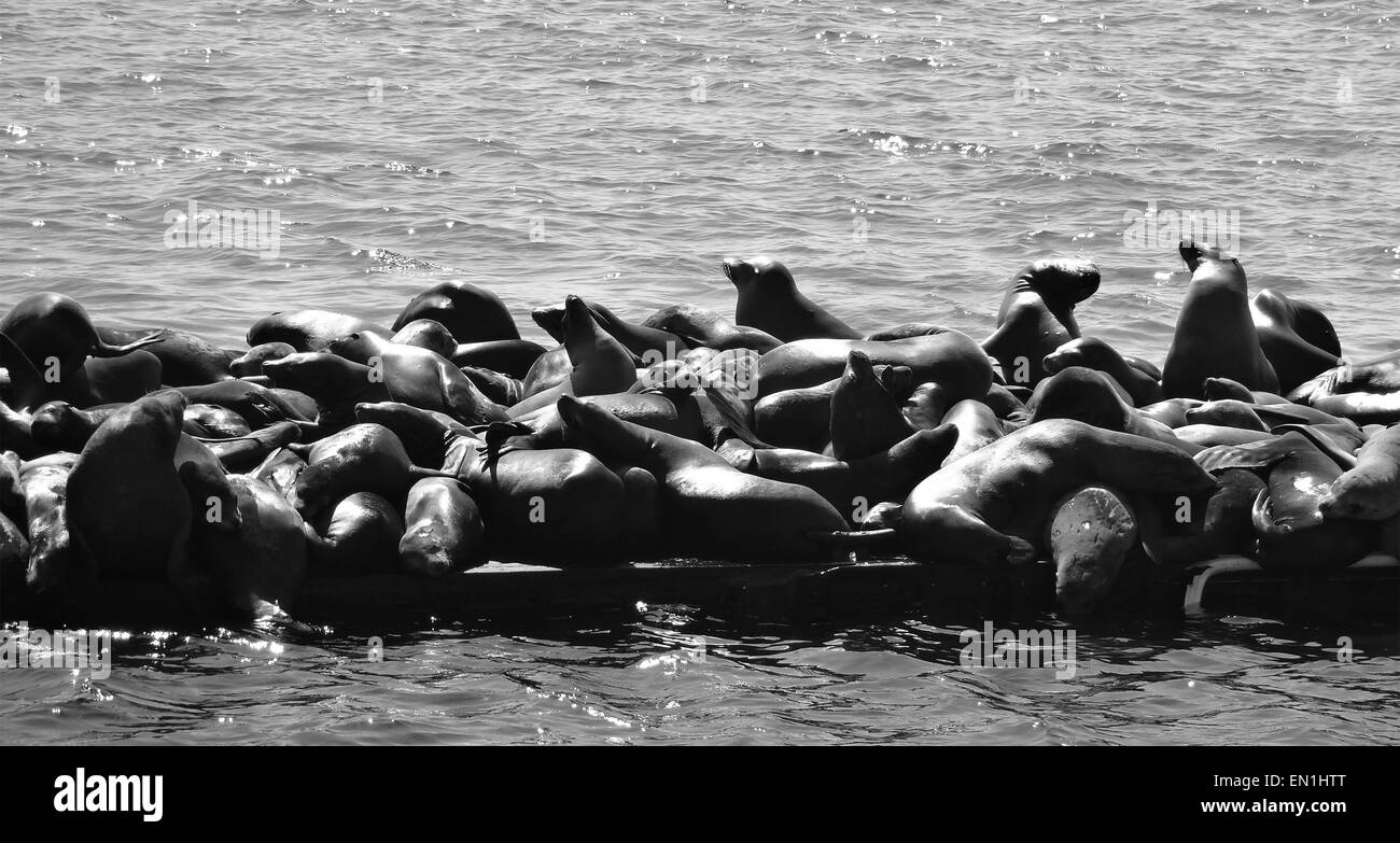 Un troupeau de lions de mer de Californie en noir et blanc. Banque D'Images