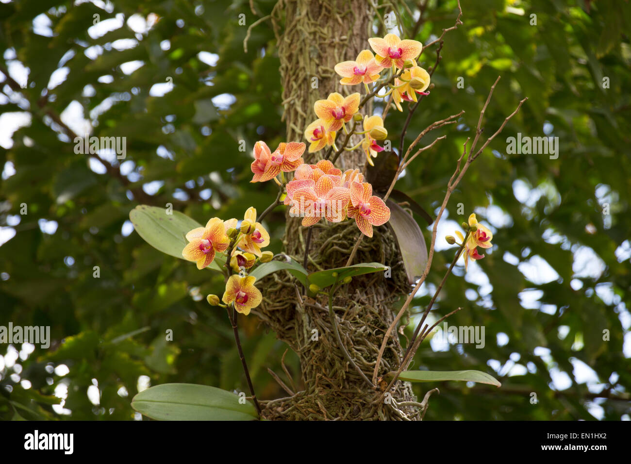 Orchidées Phalaenopsis sur un arbre Banque D'Images