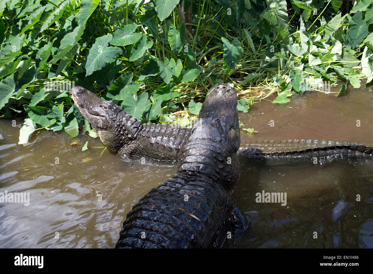 Deux alligators à Gatorland nidification FL Banque D'Images