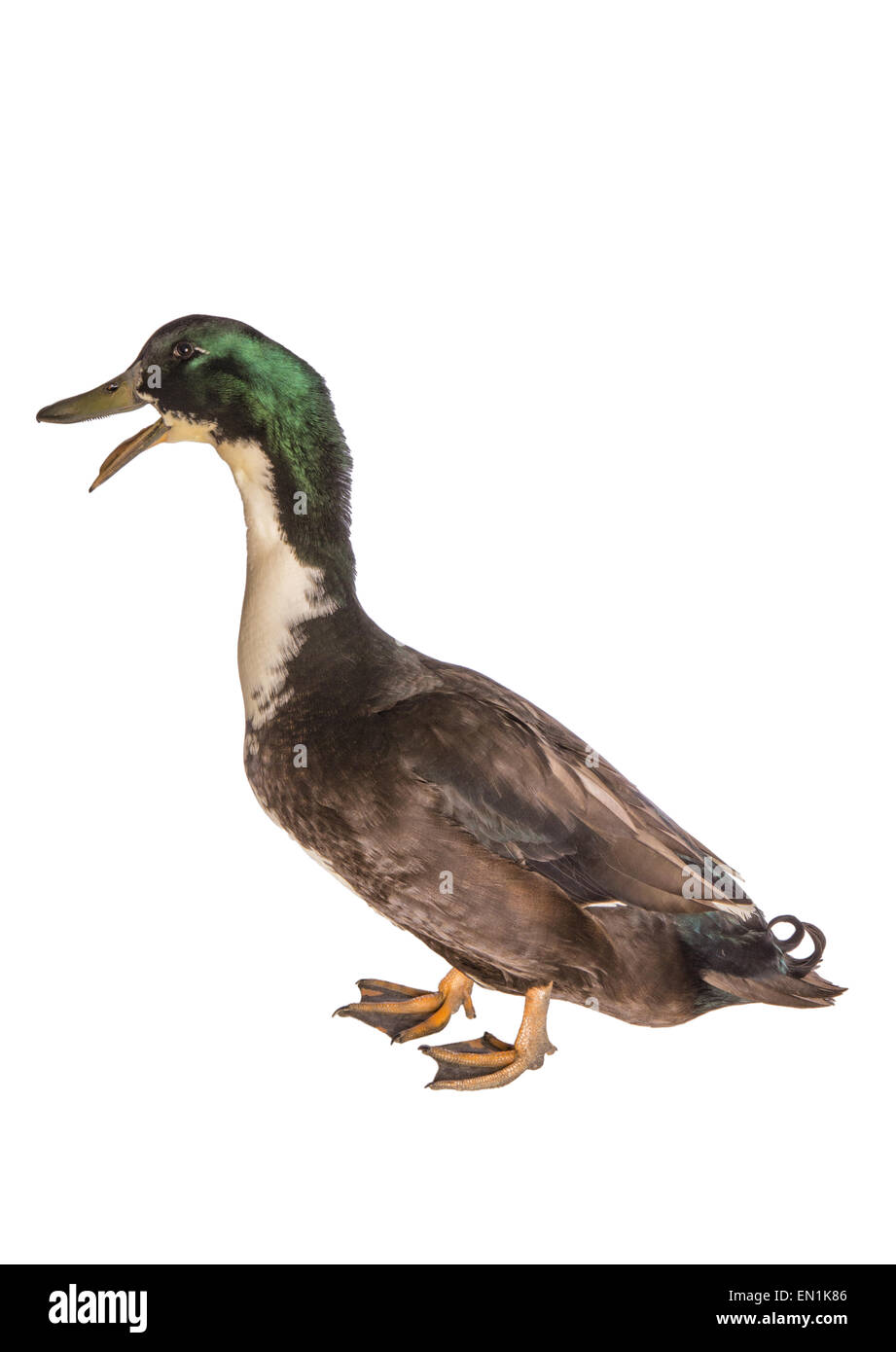 Canard suédois noir avec la bouche grande ouverte de parler vue latérale isolée Banque D'Images