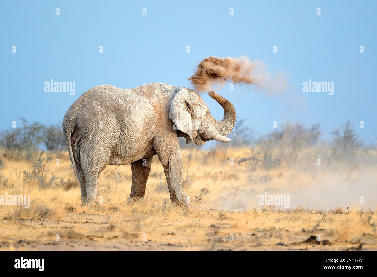 Couverts de boue l'éléphant africain (Loxodonta africana) Jeter la poussière, Etosha National Park, Namibie Banque D'Images