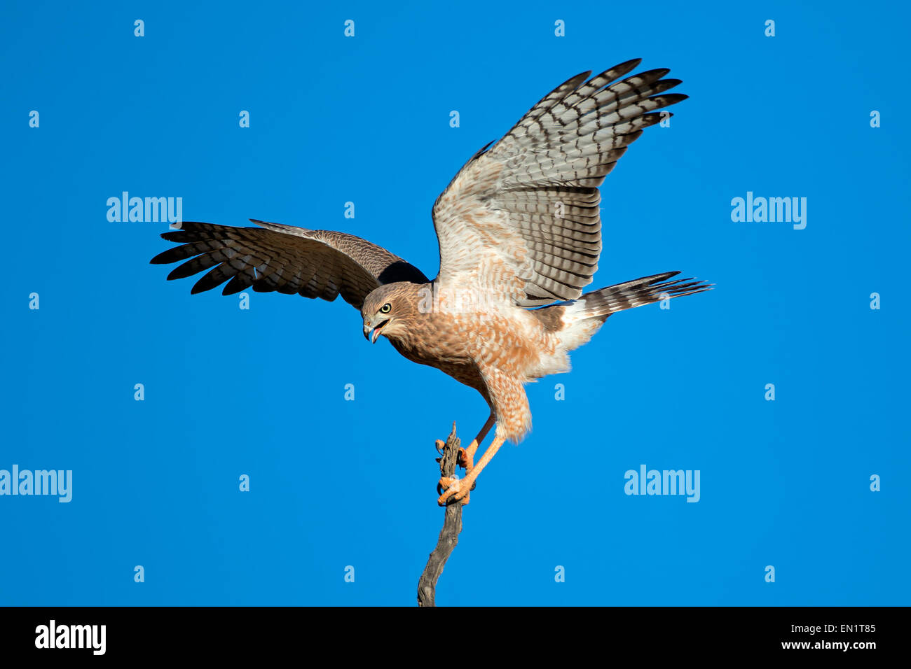 Chant pâle autour des palombes (Melierax canorus) avec les ailes ouvertes, désert du Kalahari, Afrique du Sud Banque D'Images