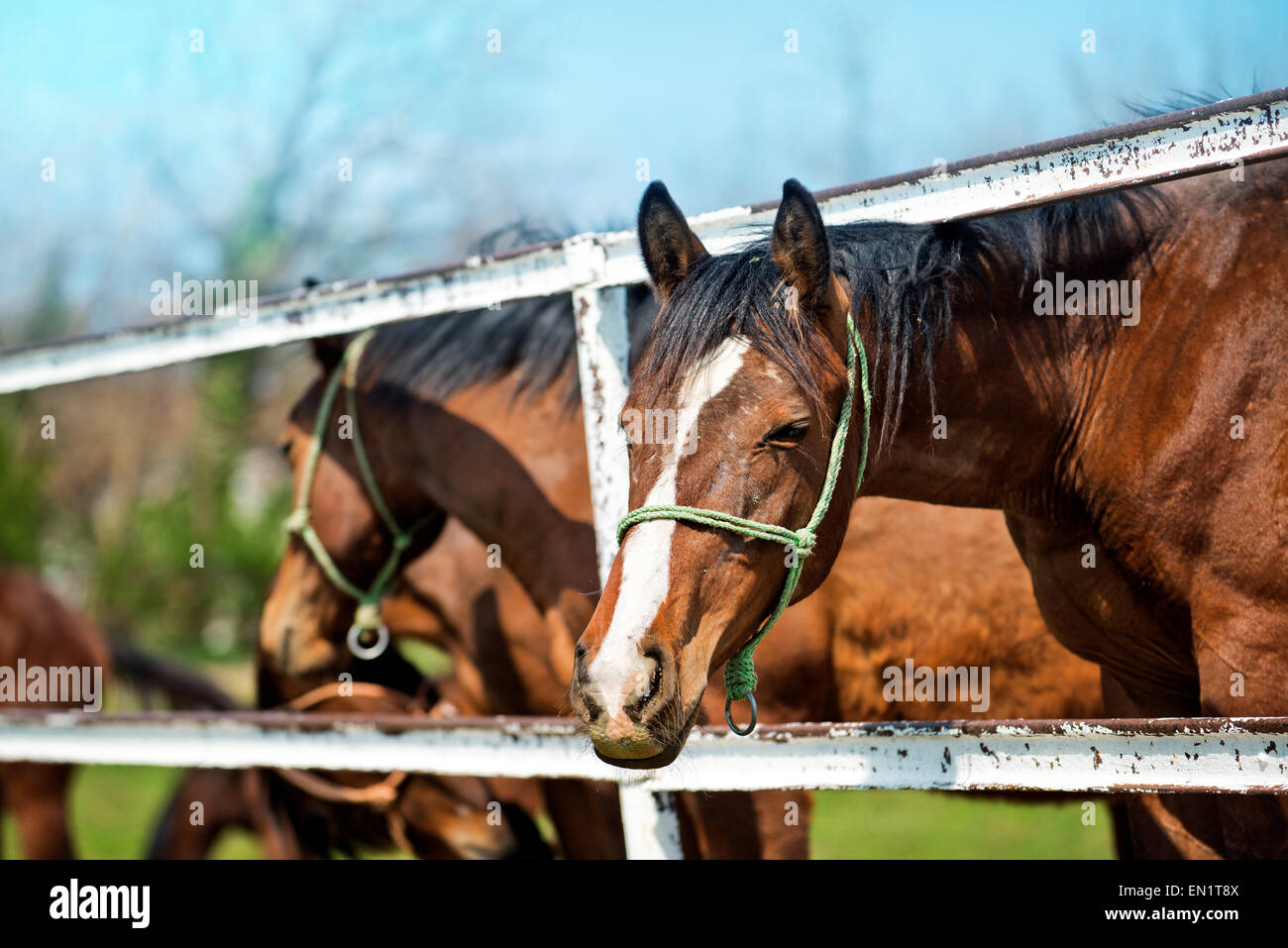 Beau brun marron chevaux sur la Ferme des animaux Looking at Camera Banque D'Images