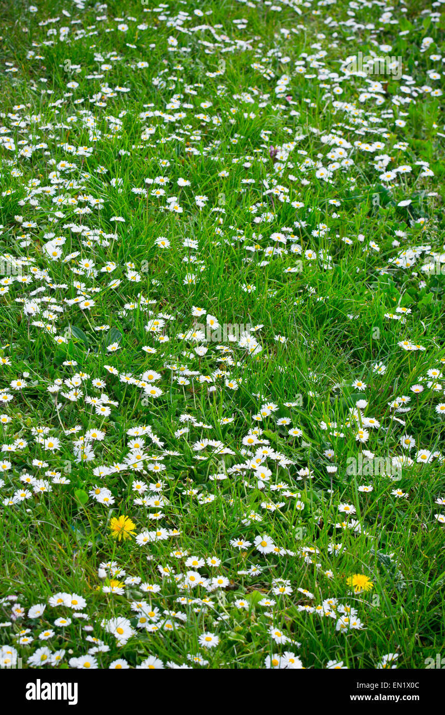 Fleurs Daisy en pelouse daisies Banque D'Images