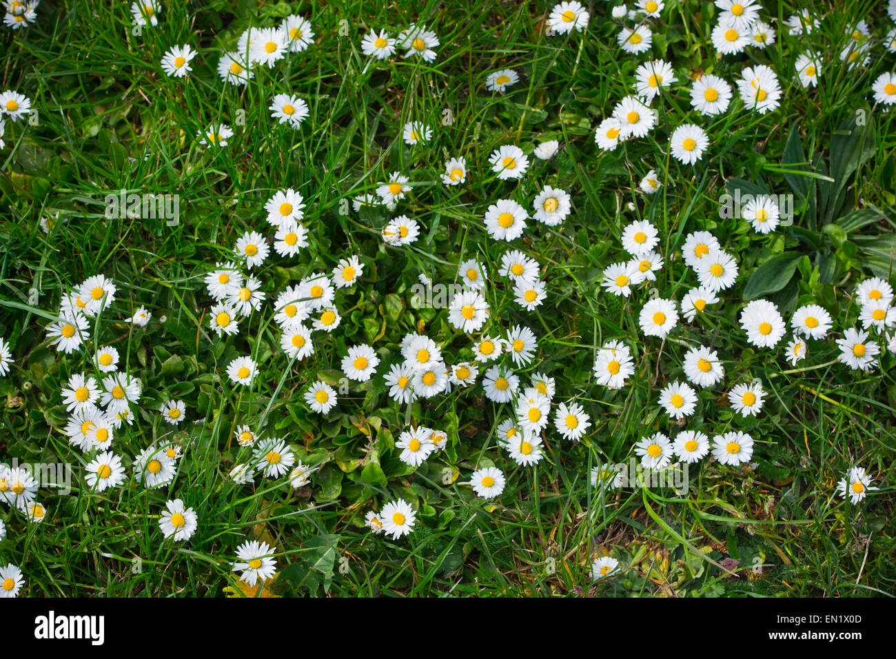 Fleurs Daisy en pelouse daisies Banque D'Images