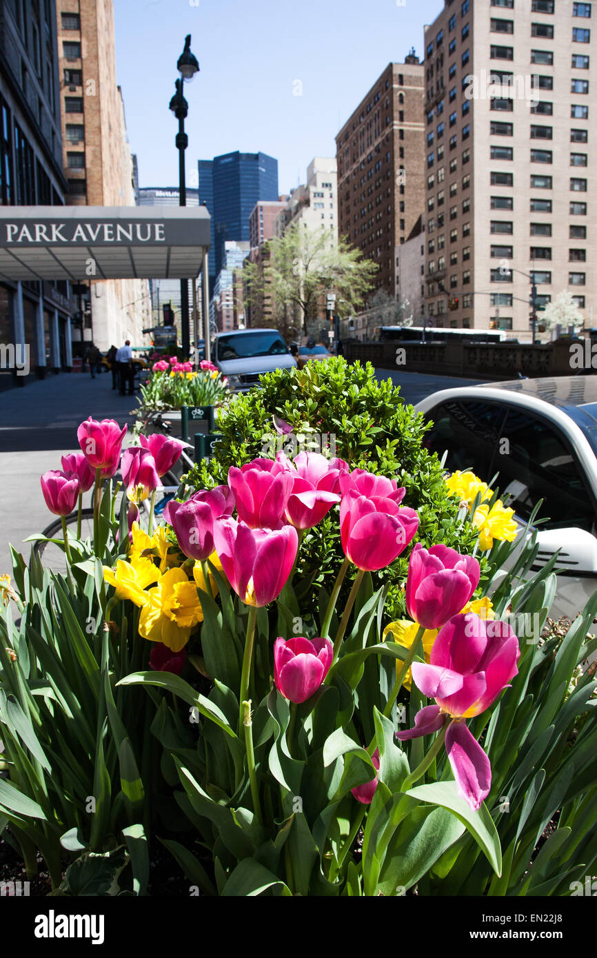 New York, NY, USA. 22 avril, 2015. Les tulipes sur Park Avenue à New York durant la saison du printemps vu à New York City, USA. Banque D'Images