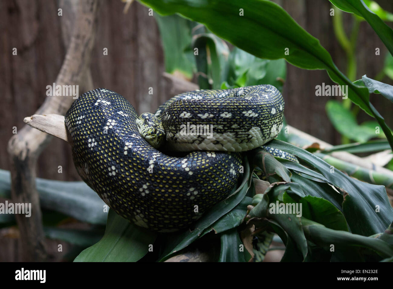 Snake au zoo. Banque D'Images