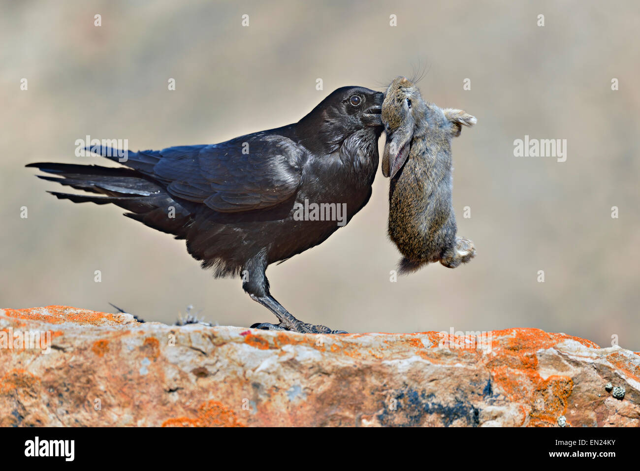 Corvus corax tingitanus, Grand Corbeau prédateurs sur un lapin sauvage Banque D'Images