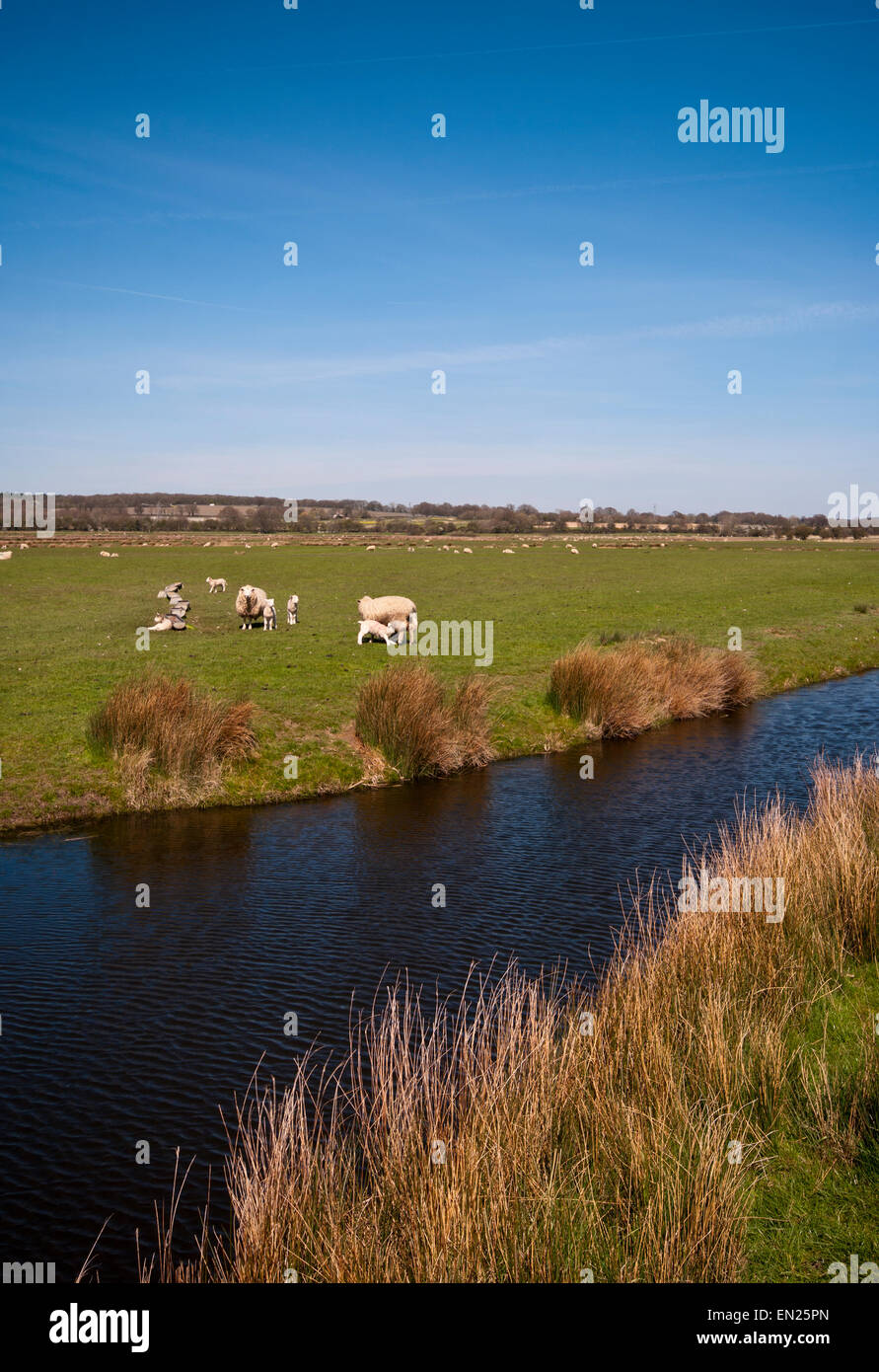 Moutons sur Romney Marsh Angleterre Kent près de Brenzett Banque D'Images