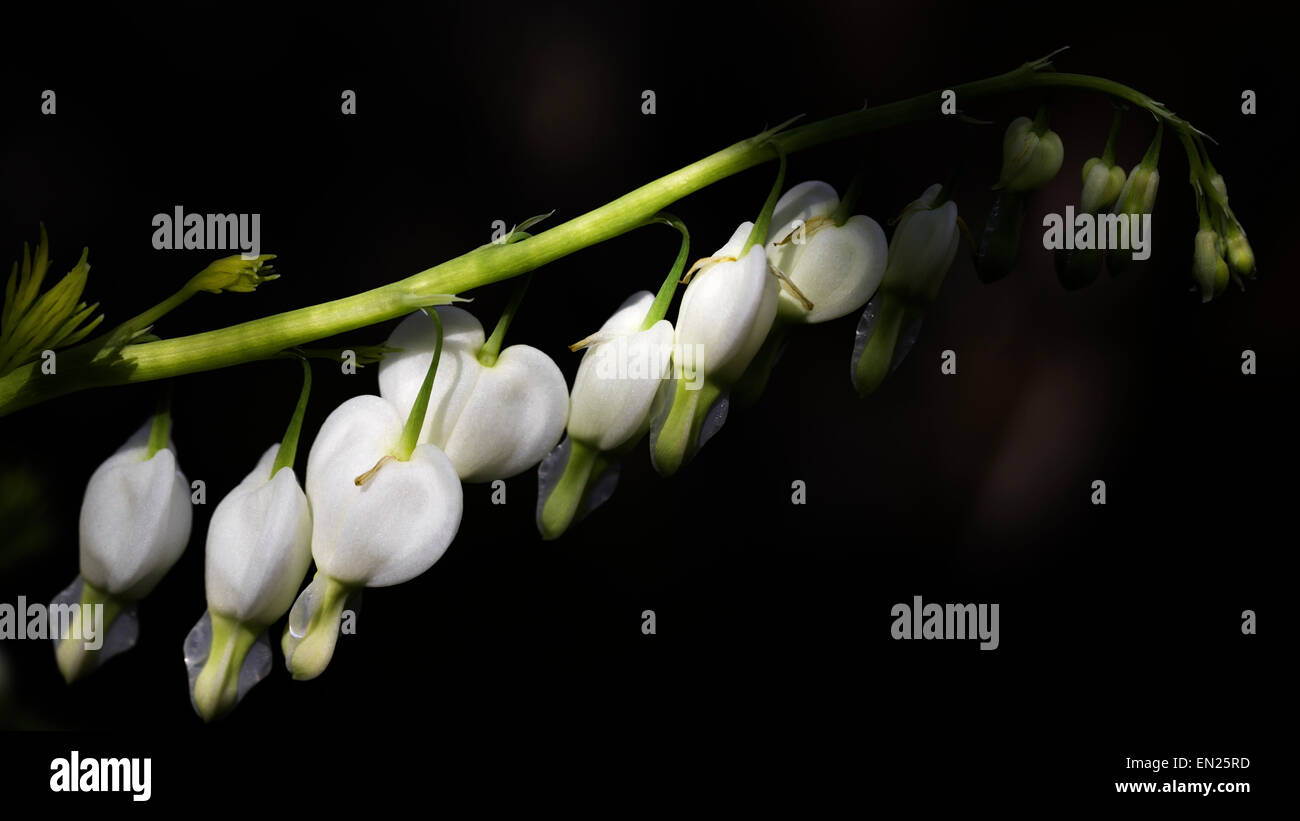 Dicentra blanc Banque D'Images