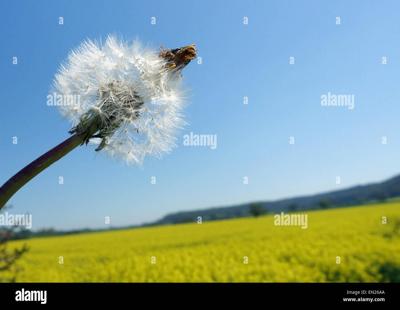 Le pissenlit fait aux semences, Somerset, Angleterre Banque D'Images