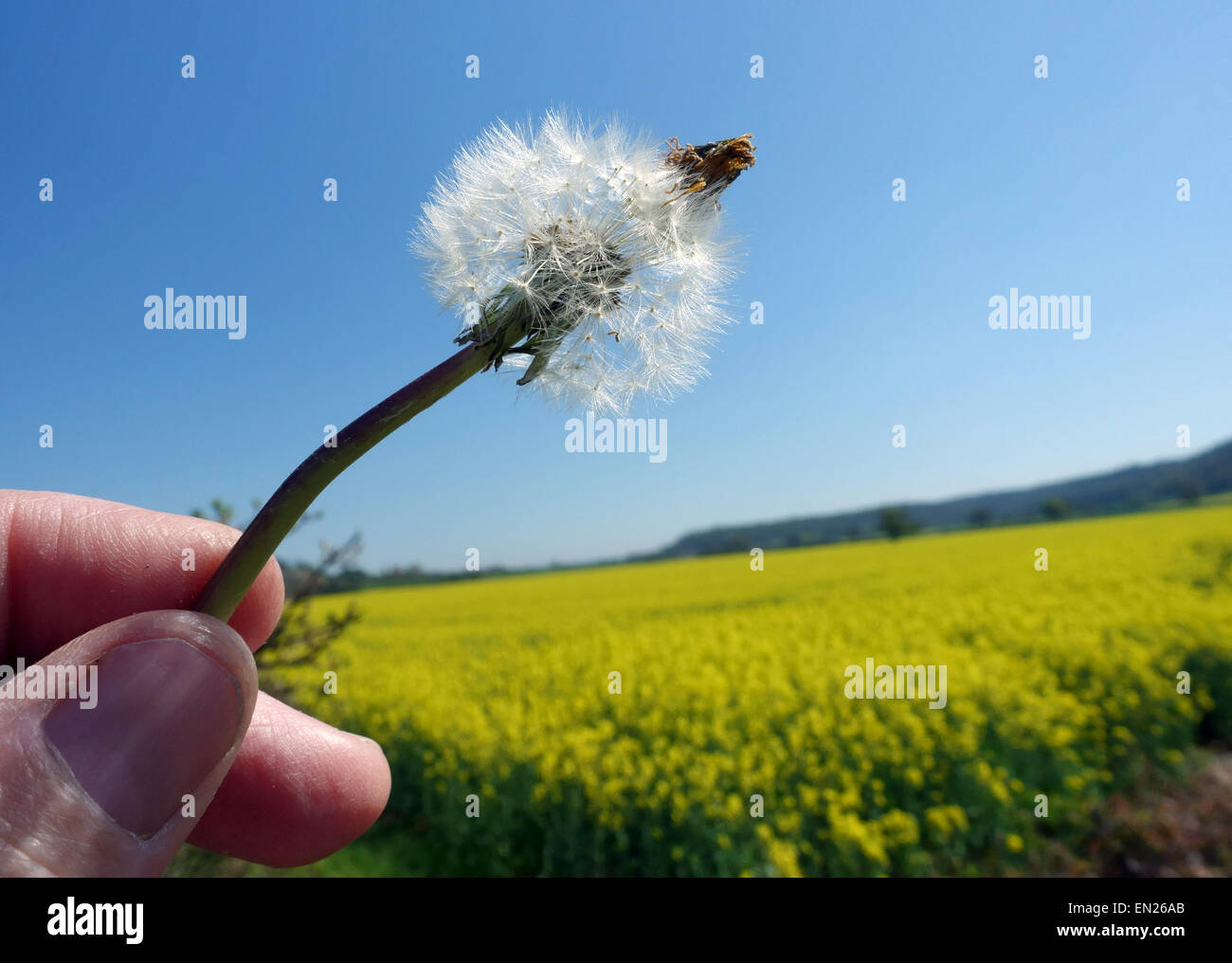 Le pissenlit fait aux semences, Somerset, Angleterre Banque D'Images
