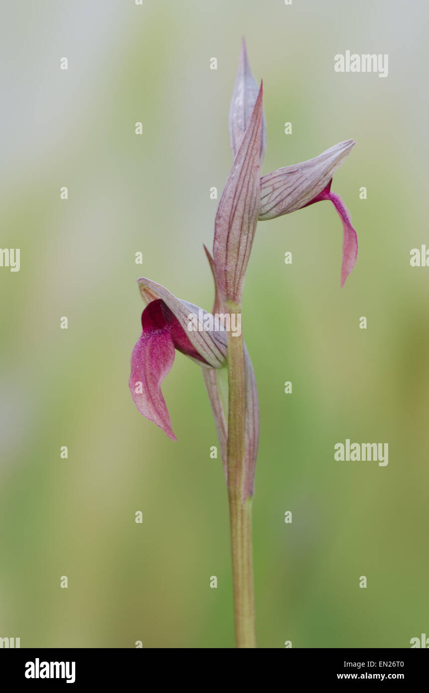 Petite fleur Orchidée Serapias parviflora Timon, orchidée, Andalousie, Sud de l'Espagne. Banque D'Images