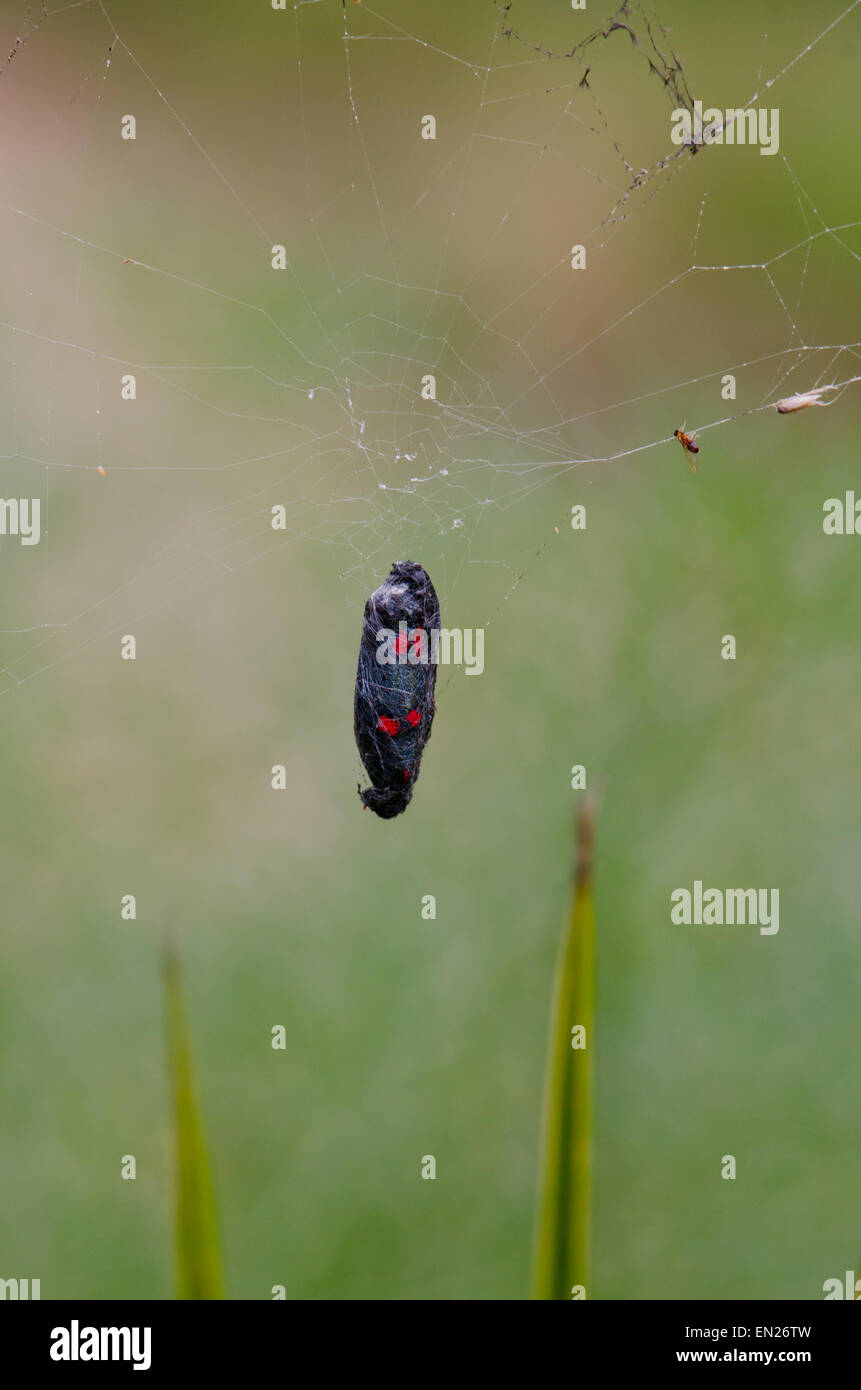 5-spot Burnet, Zygaena trifolii, piégés dans des compteurs de la Méditerranée occidentale, au sud de l'Espagne. Banque D'Images