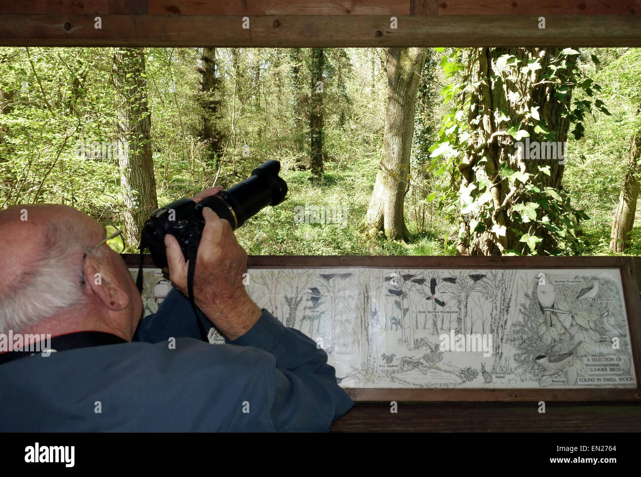 Ornithologue prend photo héronnière à réserve naturelle RSPB à gonfler le bois, Somerset Banque D'Images