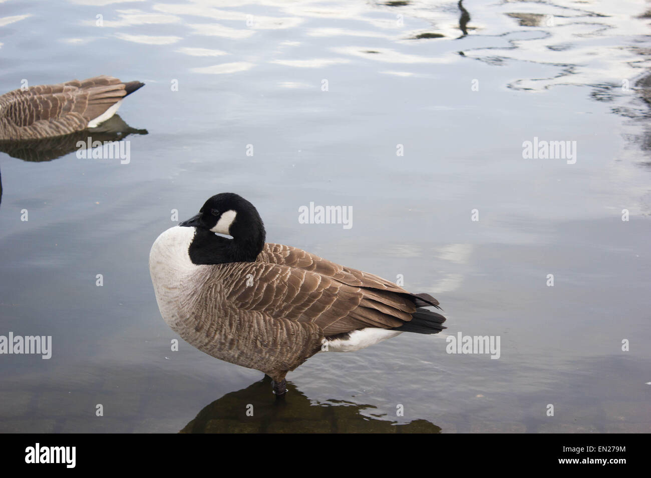 Canard de l'étang Banque D'Images