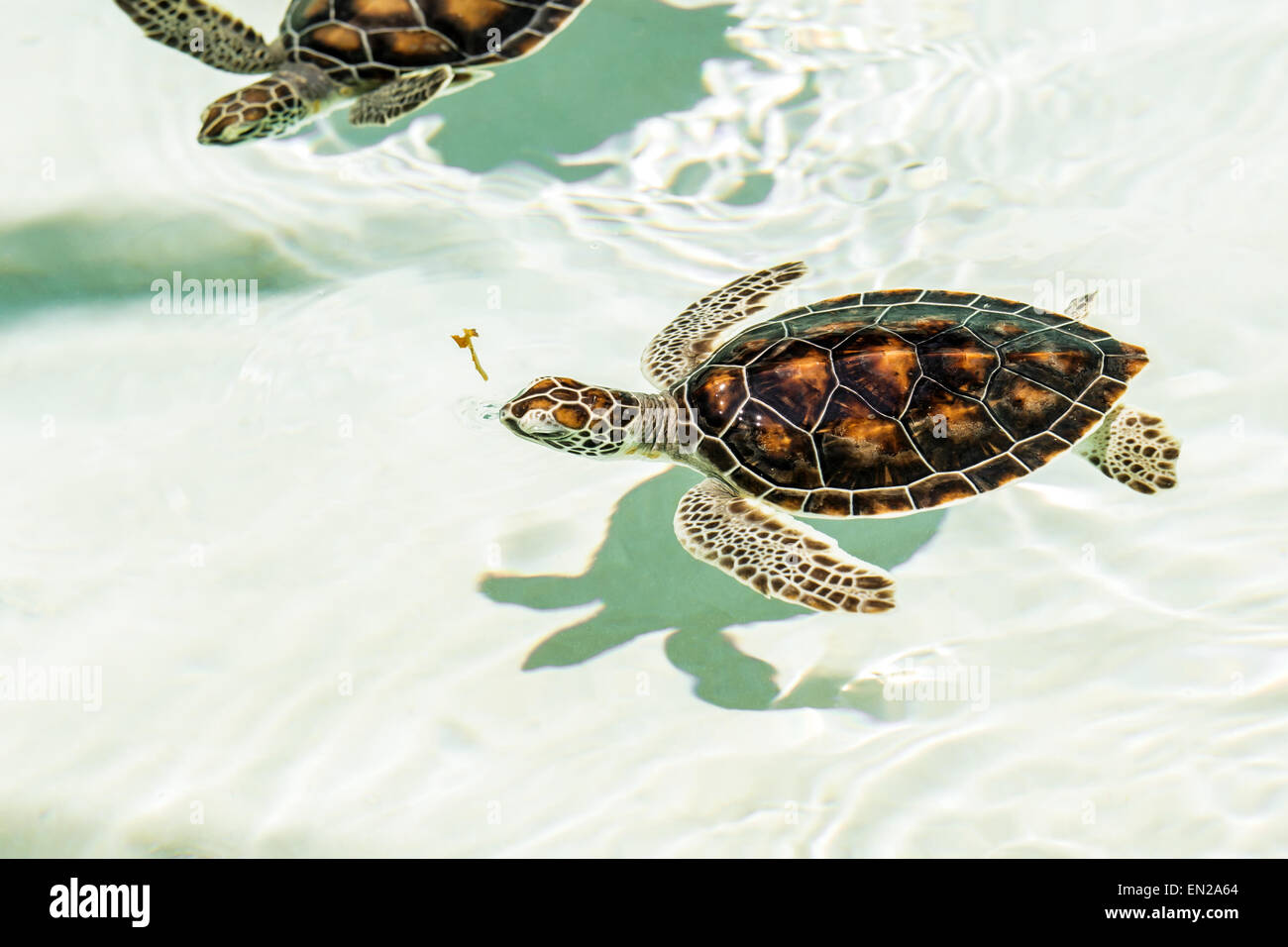 Les bébés tortues menacées mignon nager dans l'eau claire Banque D'Images