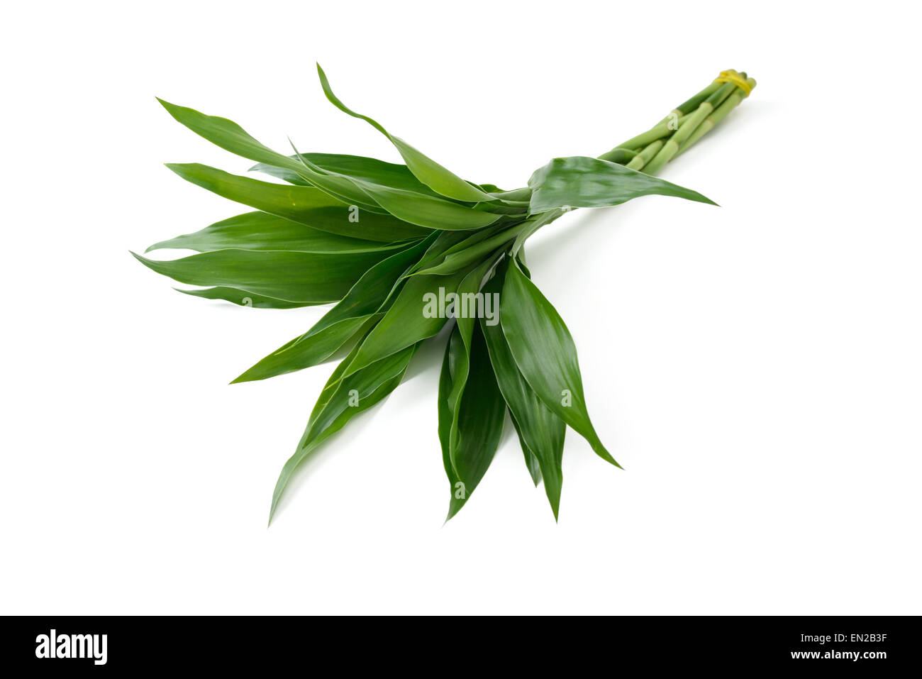 Lucky Bamboo isolated on white Banque D'Images