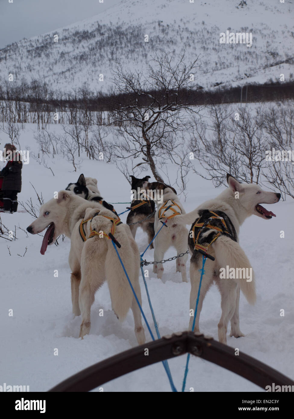 Traîneau à chiens de se reposer pendant une course à Tromsø, Norvège Banque D'Images