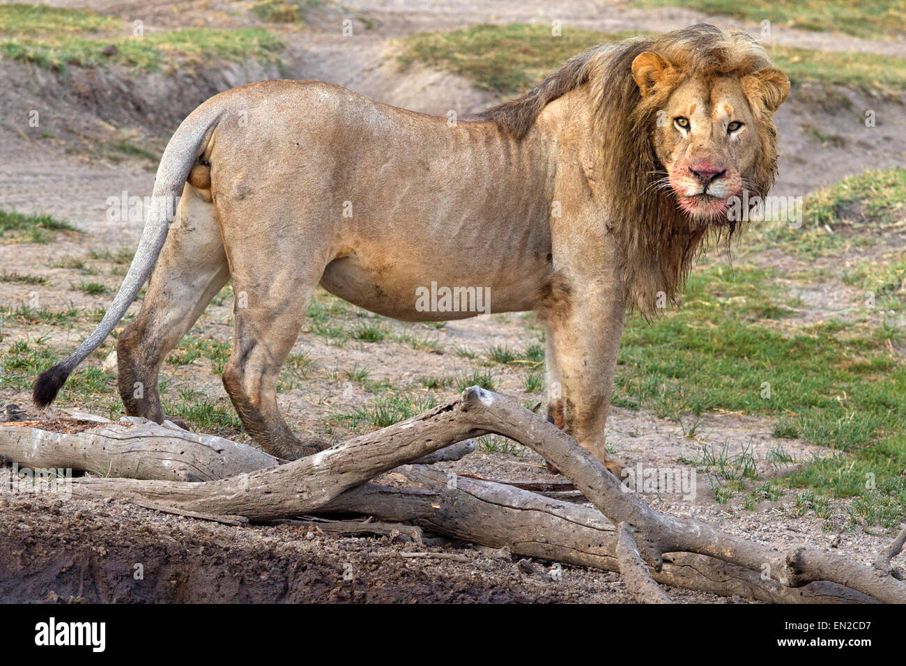 Homme Lion debout Banque D'Images